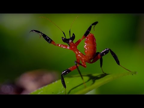 Kung-fu kudlanka vs. pavouk skákavka