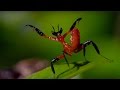 Kung Fu Mantis vs Jumping Spider
