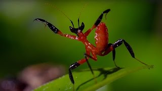 Kung Fu Mantis Vs Jumping Spider - Life Story - BBC