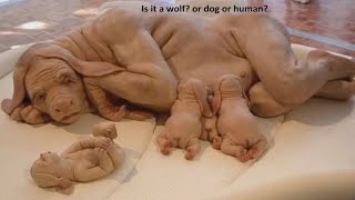 IS IT ALIEN, MONKEY OR HUMAN? Weird, scary and strange creatures caught on camera.