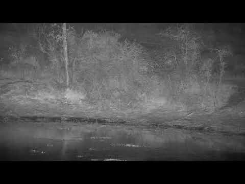 Djuma: Black-backed Jackal on the dam wall - 04:55 - 08/12/21