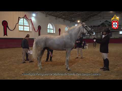 221022 9 Jaguar - Aprovação de Garanhões