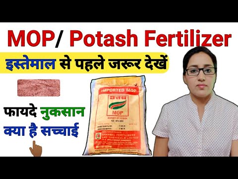 MOP Fertilizer | Muriate of potash | mop fertilizer benefits and uses | MOP fertilizer dose | Potash