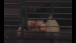 01/12/2017 chula chewing on cage door