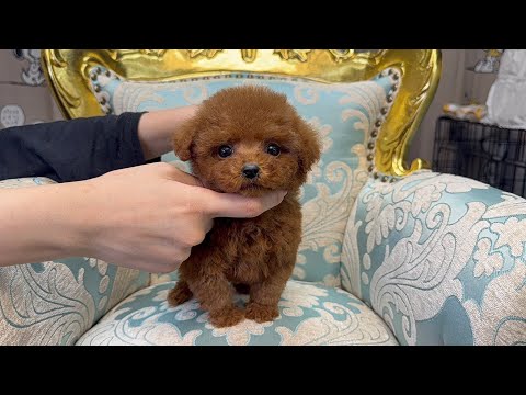 YouTube動画のサムネイル