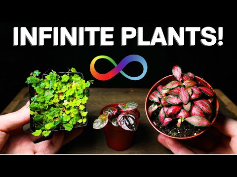 Terrarium Plant Propagation - The EASY Way!