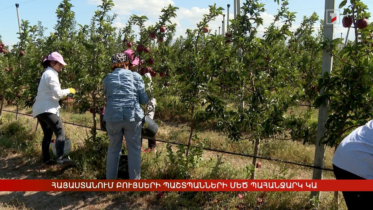 Հայաստանում բույսերի պաշտպանների մեծ պահանջարկ կա