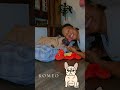 Romeo Is Unbothered By My Shenanigans Reels Fyp Trend Tiktok Frenchie