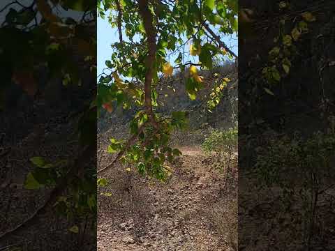 A grande muralha de Ibimirim .pe #vocal