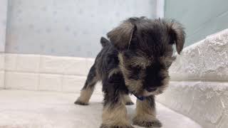 ミニチュアシュナウザーの動画01