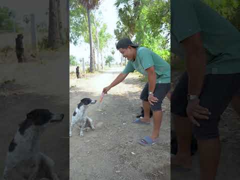 Outdoorfood U Are So Kind My Brother Share Food With Dog In Forest #survival #camping #forest #outdo