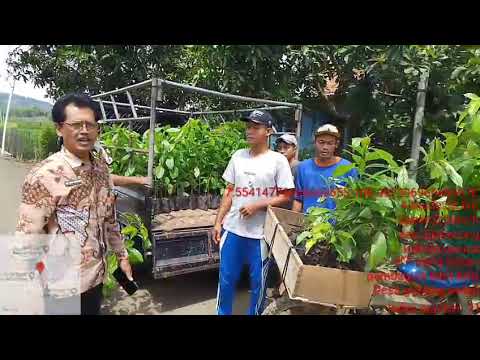 Pebagian Bibit Alpokat dan Albasiah dari Kelompok Tani "Wana Lestari" Sebanyak 35.000 pohon