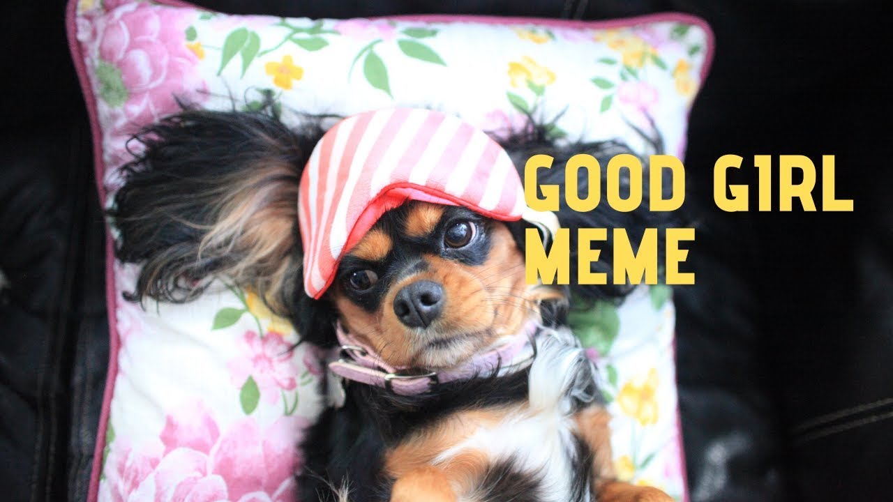 BEST dog meme | Me vs Monday