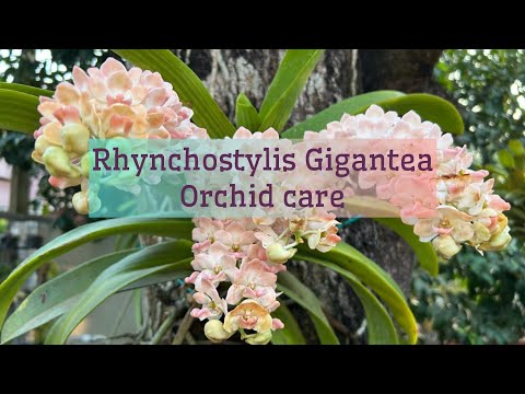 RHYNCOSTYLIS GIGANTEA Orchid Care