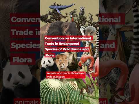 What’s CITES? - La Minuterie