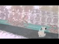 Lady And The Tramp Jock S Song G Major