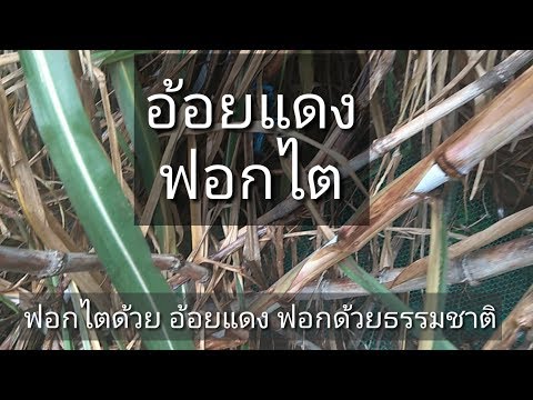 ซื้อค้อนลดลงของ ธ อร์ในร้านขายยาในมอสโก เพิ่มการผ่าตัดความคิดเห็นของสมาชิก