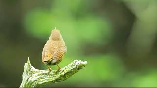 Download lagu Lagu Burung Wren Eurasia: Burung Kecil, Suara Perkasa – Mimikri & Misteri mp3 Download lagu Lagu Burung Wren Eurasia: Burung Kecil, Suara Perkasa – Mimikri & Misteri mp3