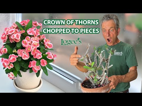 How to Properly Prune Crown of Thorns (Euphorbias)