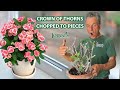 How to Properly Prune Crown of Thorns (Euphorbias)