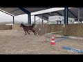 Poney D femelle 4 ans 