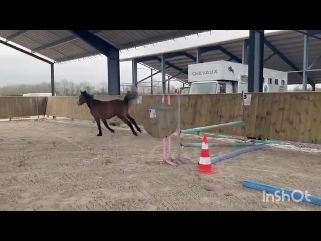Poney D femelle 4 ans 