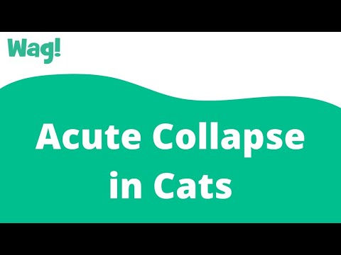 Acute Collapse in Cats | Wag!
