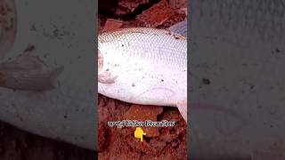 Download lagu https://www.youtube.com/watch?v=yHmO9s9UEaE&t=20s #fishing #fishing #fish #tranding #hook_fishing mp3