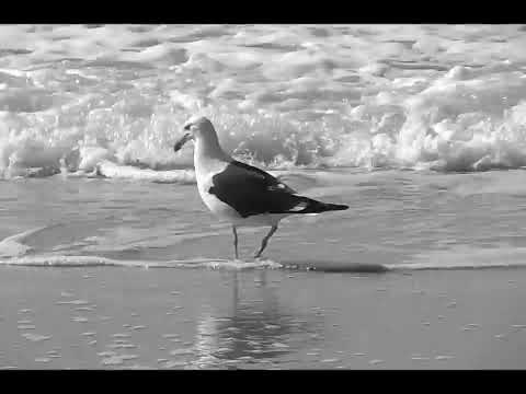 La gavina - Marina Rosell - Lletres