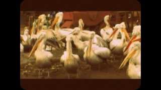 preview picture of video 'Страшное нападение пеликанов-убийц на людей. Впечатлительным не смотреть.'