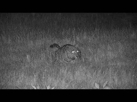 Djuma: Leopard-Hosana male watches a Duiker as it gets near the pan - 02:59 - 06/09/19