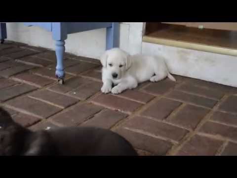 Cute Lab Puppies! - Chocolate, Yellow, and Black Labs!