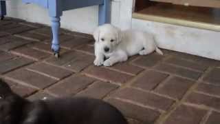 Cute Lab Puppies! - Chocolate, Yellow, and Black Labs!