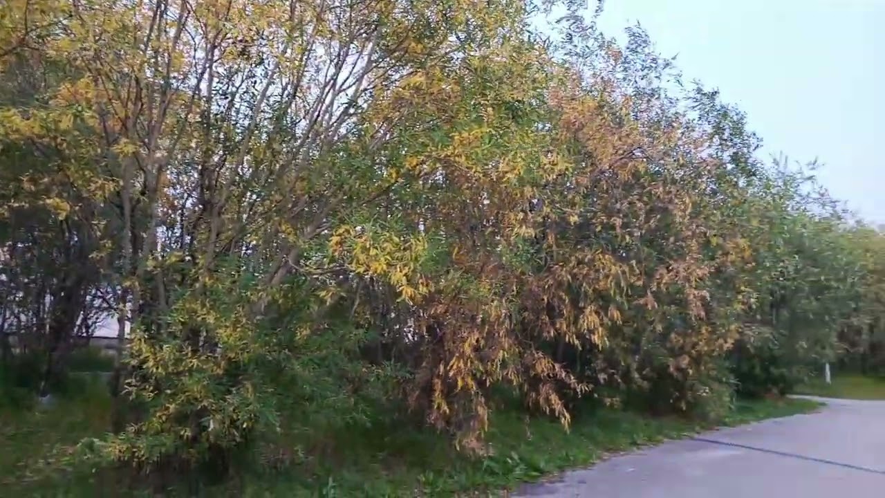Воркута. 17.08.26. Парк Победы.
