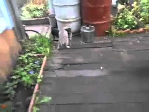 Perrito se encarga de llevar al gato a casa
