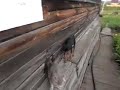 Perrito se encarga de llevar al gato a casa