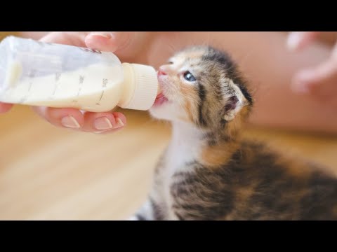 How  To Make Homemade Kitten Milk Replacer