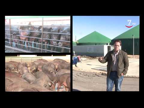 Fotograma del vídeo: Jamones Blázquez transforma en energía los residuos de su industria