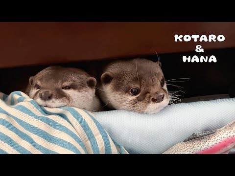 カワウソの散らかり部屋を爽やかに変身させてみた！　Otters Put New Sleeping Spot to the Ultimate Coziness Test