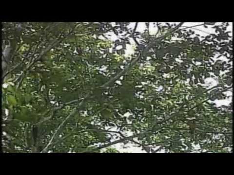 2 Cadena de Coros Universales que nunca pasaran de moda   Mensajeros de Paz 4 coros   YouTube