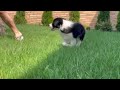 Border Collie puppy for sale