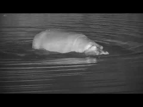 Djuma: Lone Hippo arrives - 21:46 - 10/23/20