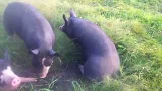 Berkshire Pigs Are Brilliant.