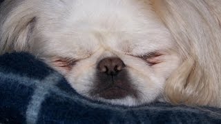 preview picture of video 'Sweet sounds of Kaytee the Pekingese Dog as she sleeps'