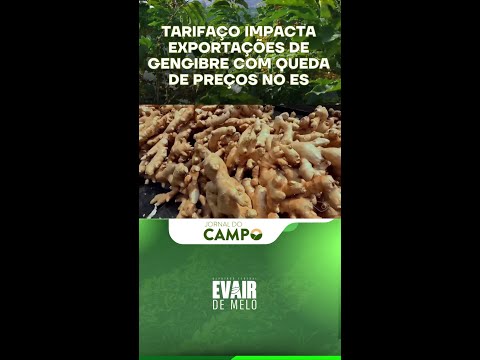 O gengibre capixaba sente o impacto do tarifaço dos EUA