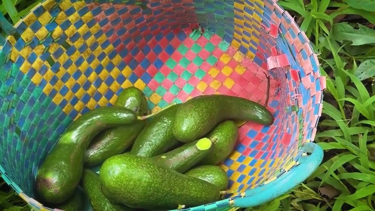 BƠ 034 MẤT MÙA, RỚT GIÁ THÊ THẢM