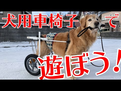 犬用車椅子で遊ぼう！　わんケア