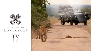 preview picture of video 'Live Safari- Londolozi TV'