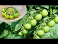 Raw Tomatoes Dinner Idea Indian Village Cooking