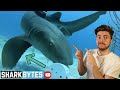 CRAZY Nurse Shark Feeding Behaviours (My Research!)